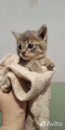 Котята в добрые руки бесплатно