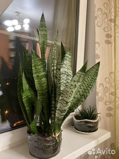 Сансевиерия. Щучий хвост