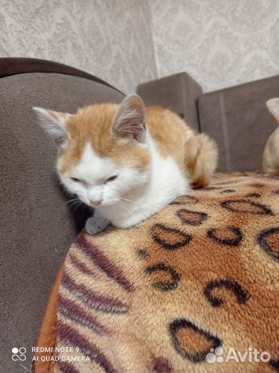 Кошка в дар