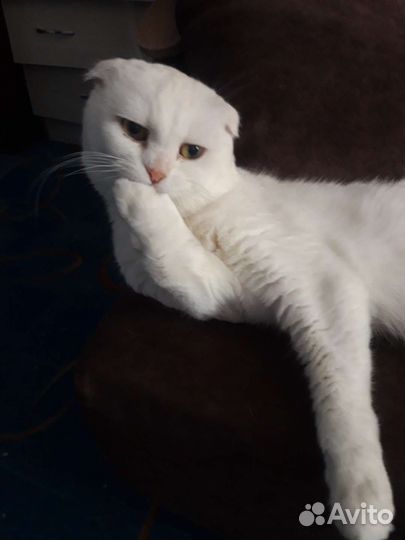 Шотландский кот вязка
