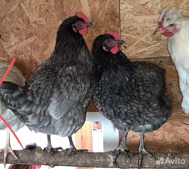 Куры молодки петухи