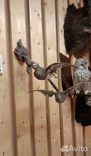 Чучела уток