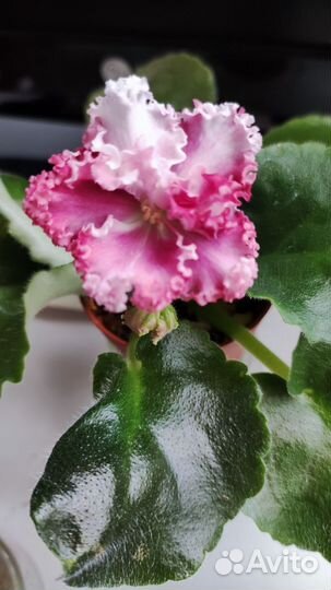 Сортовые фиалки