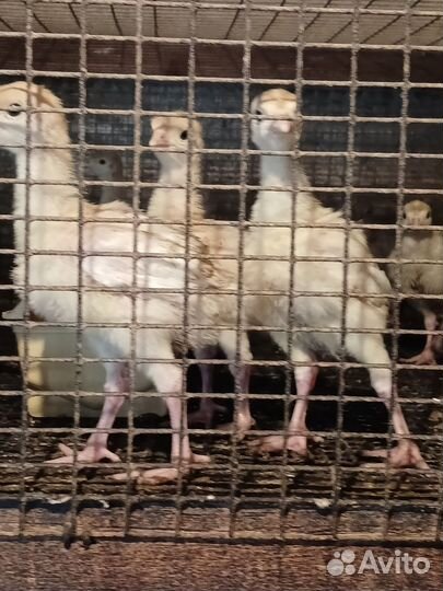 Индюшата хайбрид конвертер , 7 дней