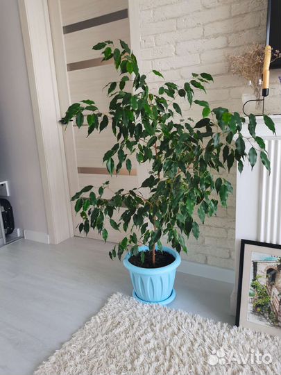 Фикус бенджамина большой