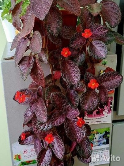 Продам цветы эписции