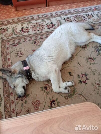 Найдена собака хаска