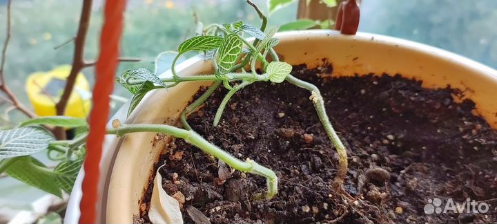 Комнатные растения