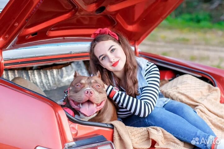 Американский булли вязка