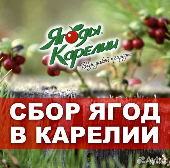 Сборщик ягод в Карелии