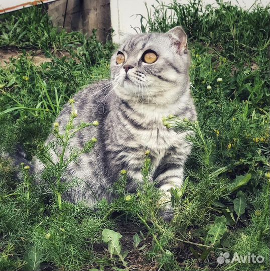 Передержка животных