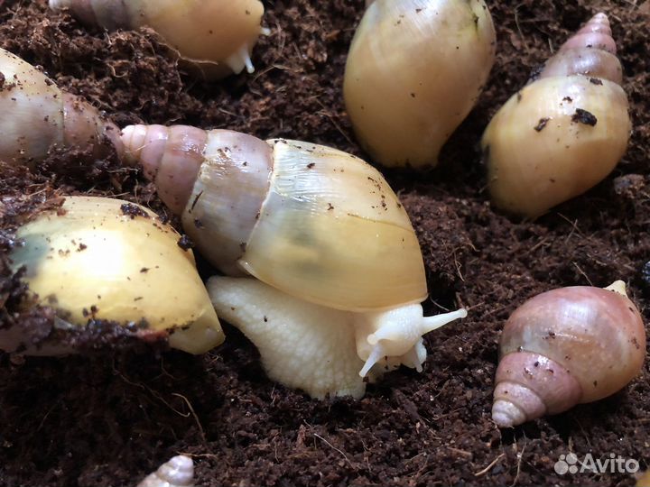 Улитки ахатины бесплатно