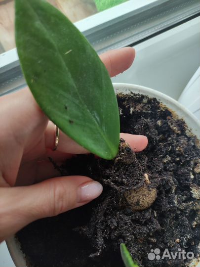 Замиокулькас