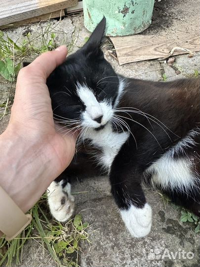 Ласковая кошечка