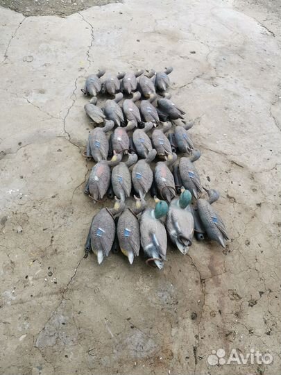 Подсадные утки