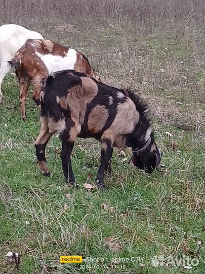 Нубийский козлик