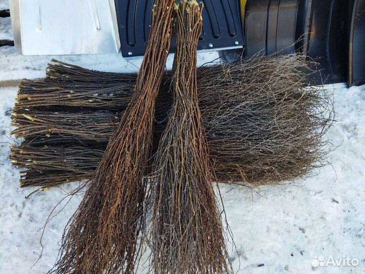 Веник челиговый