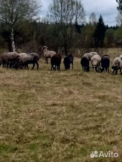 Овцы и бараны романовский порода