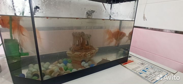 Аквариум с золотыми рыбками