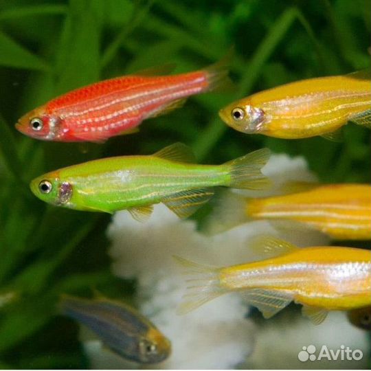 Рыба Данио (любой цвет)