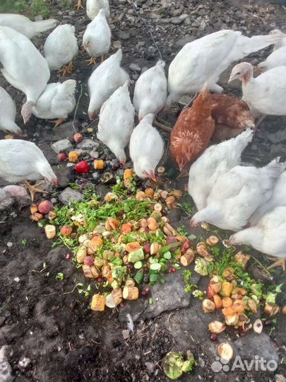 Мясо курица