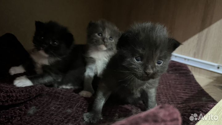 Котята в добрые руки