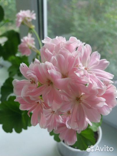 Пеларгония