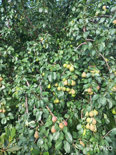 Яблоки, Виноград