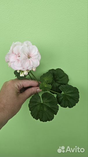 Пеларгония герань