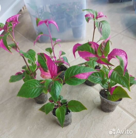 Альтернантера