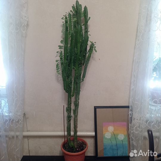 Кактус молочай