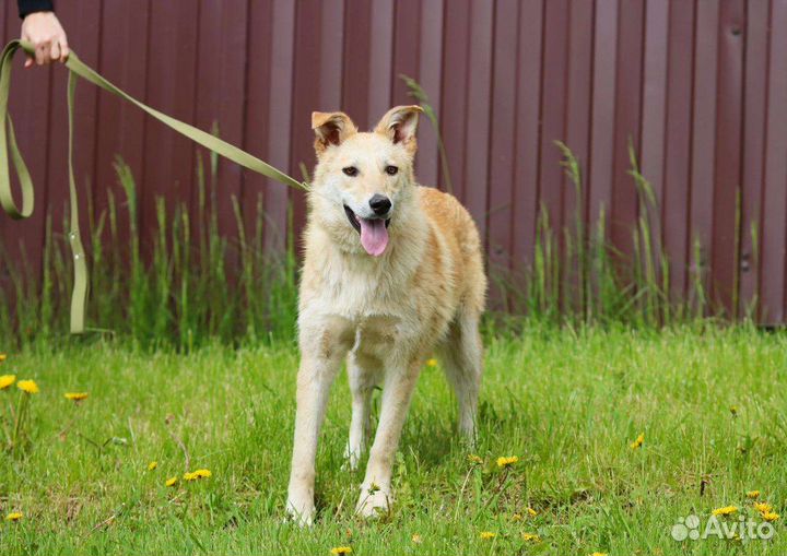 Синди ищет семью