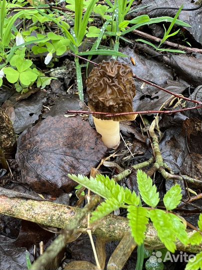 Сморчки новый урожай