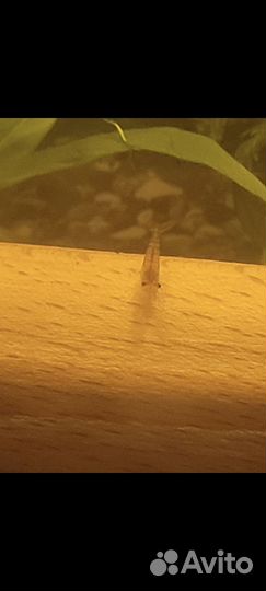 Аквариумные креветки вишня,и коричниво-мраморные