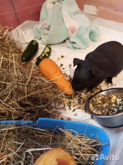 Морская свинка скинни мальчик