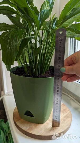 Спатифиллум цветок горшок