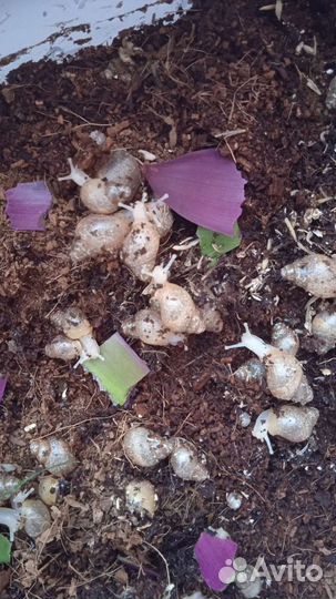 Улитки Ахатины