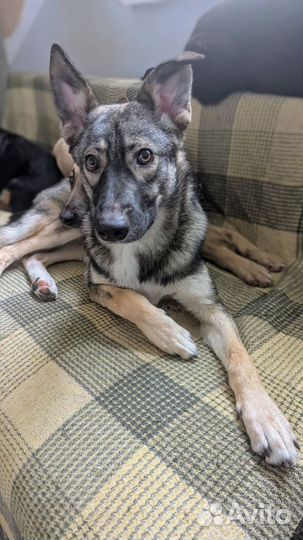 Собака в добрые руки дворняга