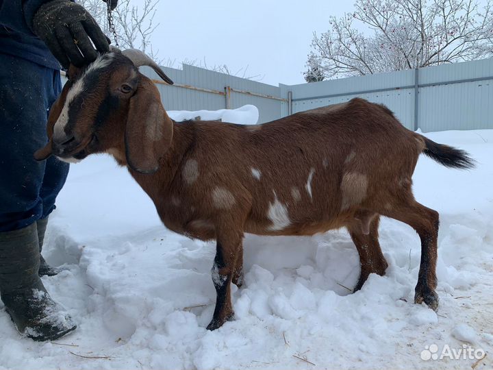 Нубийские козы,камерунские