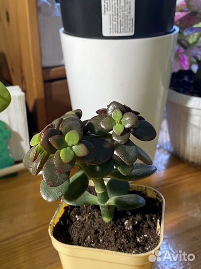 Цветы, крассула,опунция,эчеверия, молочай Миля