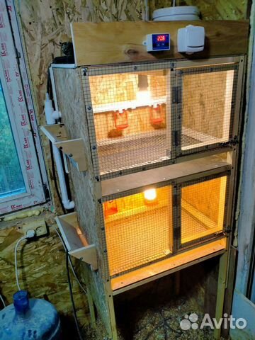 Брудер для цыплят