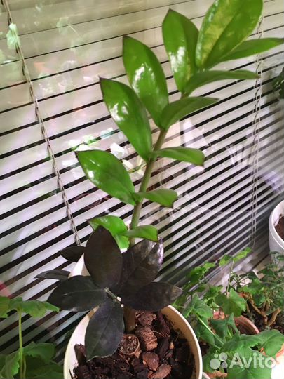 Замиокулькас Изумрудный редкий