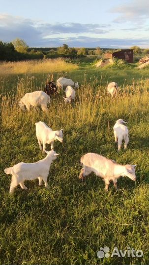 Продаю Козье молоко