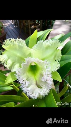 Каттлея Golf Green Hair pig и дендробиум Нобиле