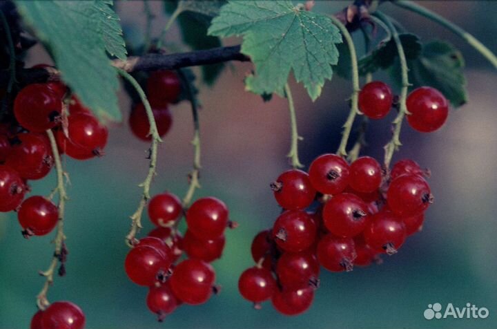 Фотопленка слайд kodak fuji