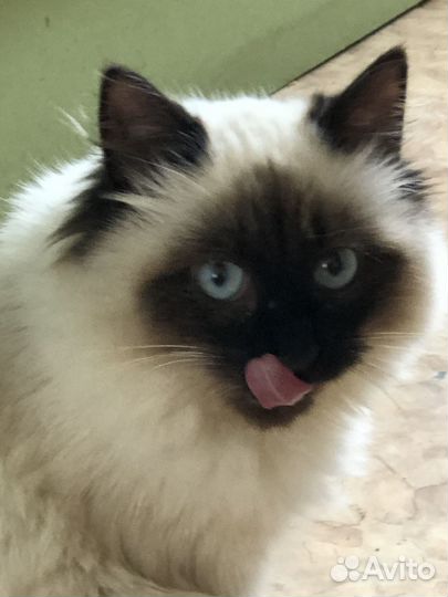 Невская маскарадная кошечка