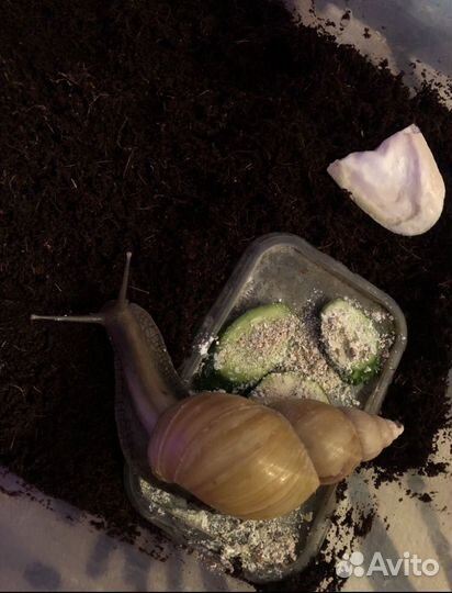 Улитки ахатины