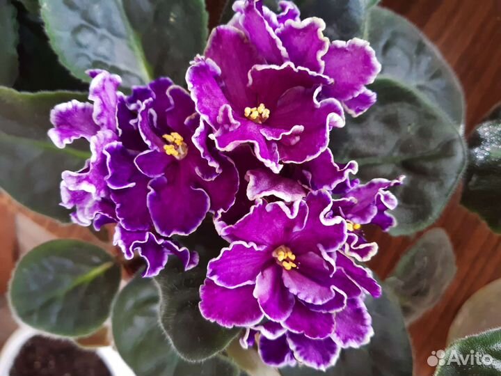 Фиалка (укорененные листочки)