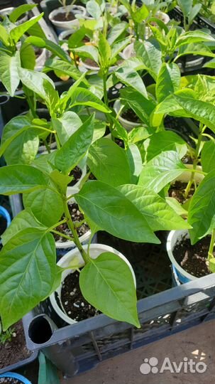 Рассада перцев, огурцов, капусты