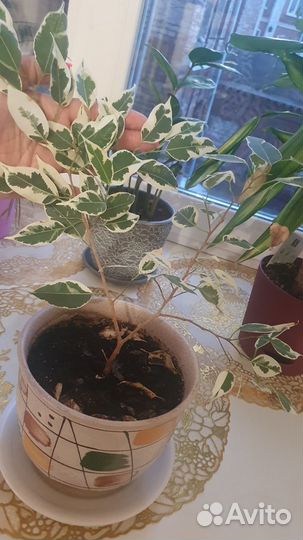 Фикус бенджамина